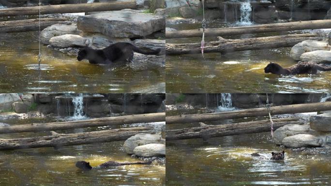 黑豹在水中行走捕食状态