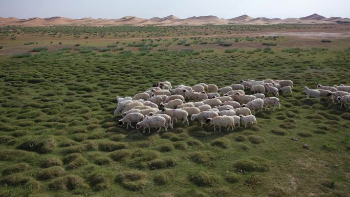 绿洲羊群  绿色天然草原畜牧业 游牧