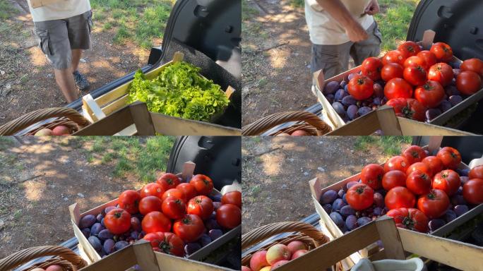 车后备箱里的新鲜蔬菜和水果
