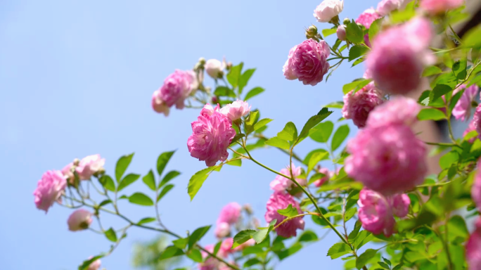 【4K原创】蔷薇花开