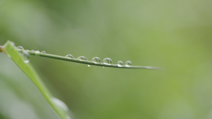【4K】竹尖上的水滴，叶上水滴空镜