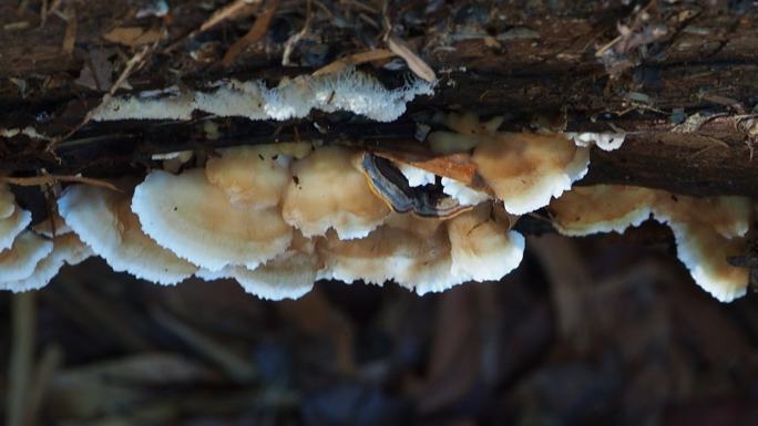 原木上的蘑菇野生蘑菇霉菌灌木丛