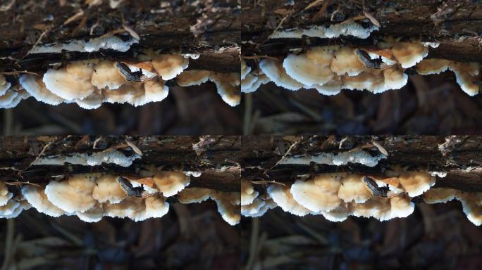 原木上的蘑菇野生蘑菇霉菌灌木丛