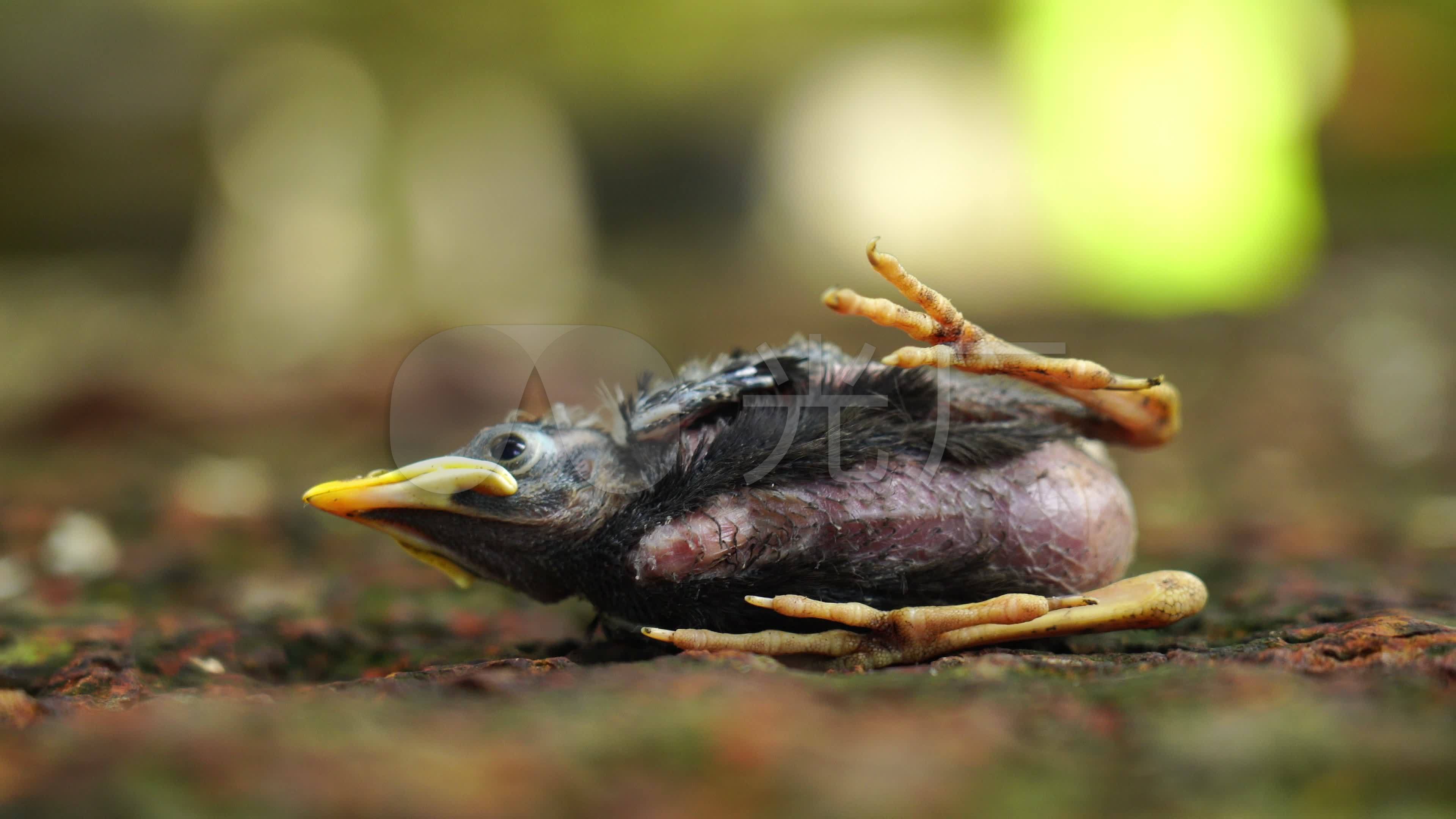 琅琊派出所：救起受伤小鸟 原是珍稀物种-青岛西海岸新闻网