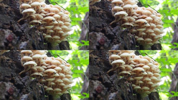 原木上的蘑菇白色蘑菇毒蘑菇