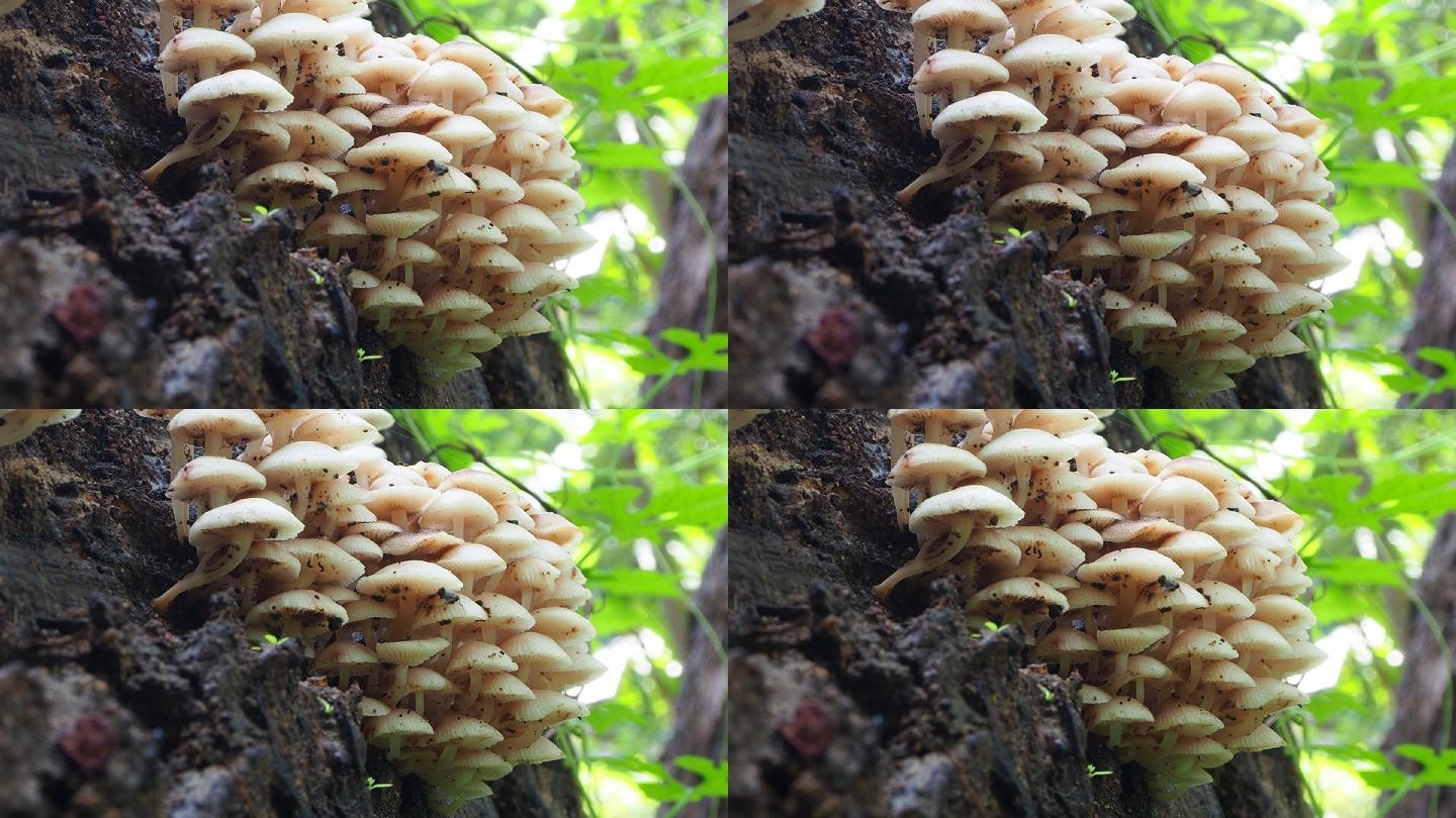 原木上的蘑菇白色蘑菇毒蘑菇