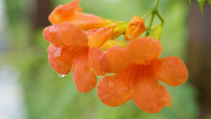 4K实拍雨季凌霄花视频