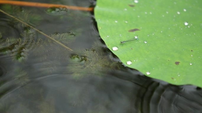 雨中的荷花