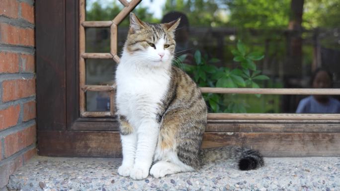 猫在农家院窗台上