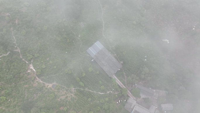 航拍江南浙江高山茶园茶山茶场云雾云海绍兴