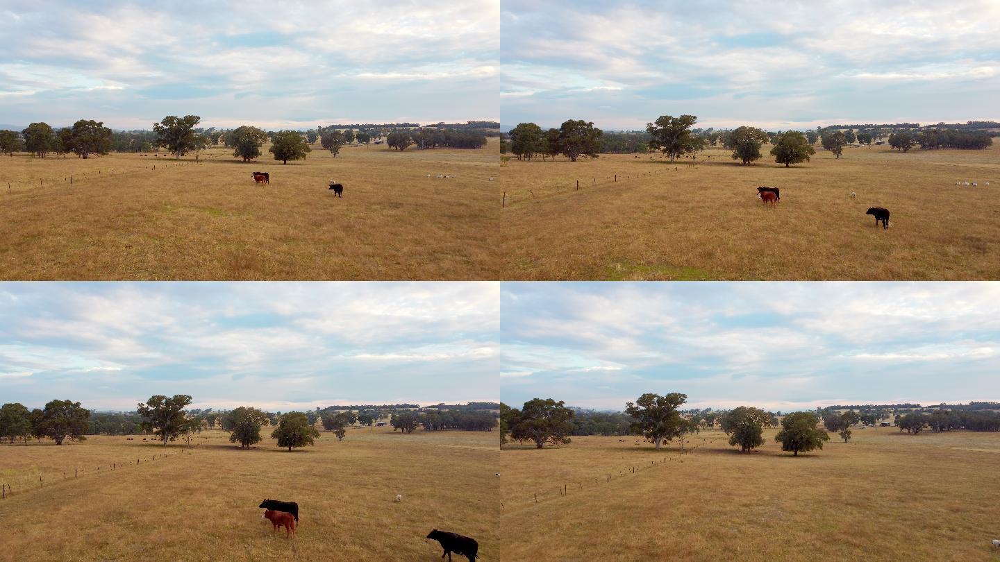 新南威尔士州阿尔伯里附近桌上农场的牛
