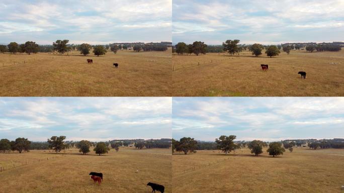 新南威尔士州阿尔伯里附近桌上农场的牛
