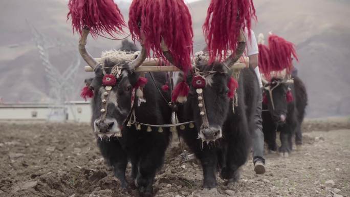 西藏开耕节牦牛耕地