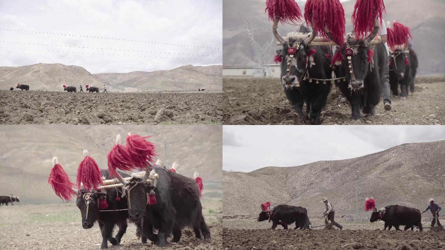 西藏开耕节牦牛耕地