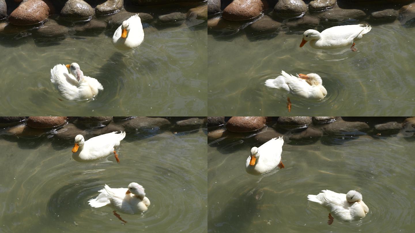 柯尔鸭宠物鸭在水中游动