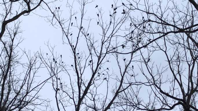 鸟儿在光秃秃的树上飞来飞去