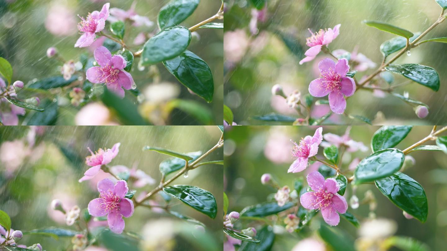 雨中山林里的野花桃金娘，雨水水滴视频素材