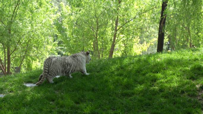 小白虎孟加拉虎在捕食捕猎抓鸟动作