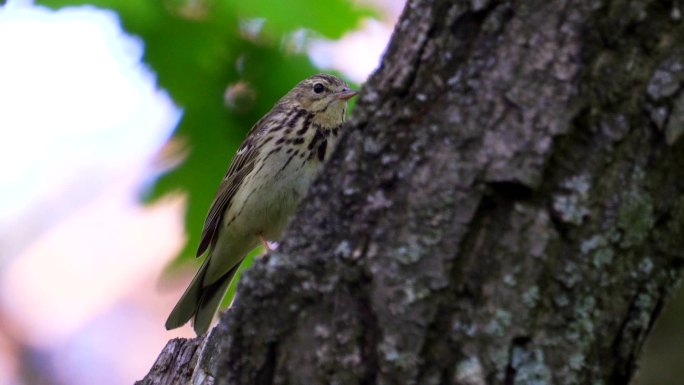 小鸟树琵琶坐在一棵干枯的树上唱歌。森林里阳光明媚的夏日早晨。