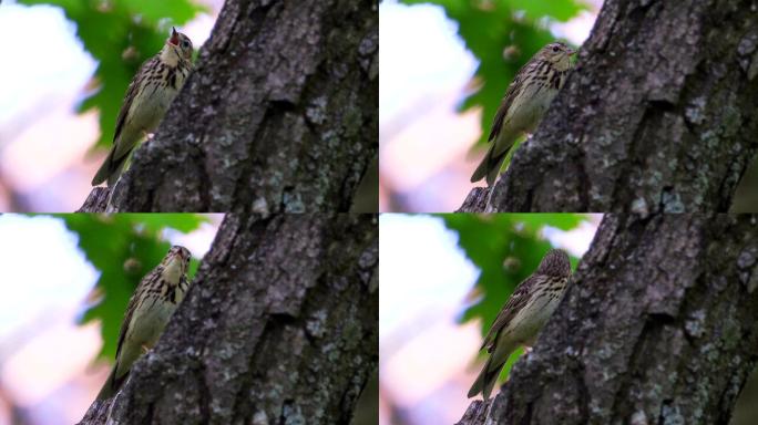 小鸟树琵琶坐在一棵干枯的树上唱歌。森林里阳光明媚的夏日早晨。