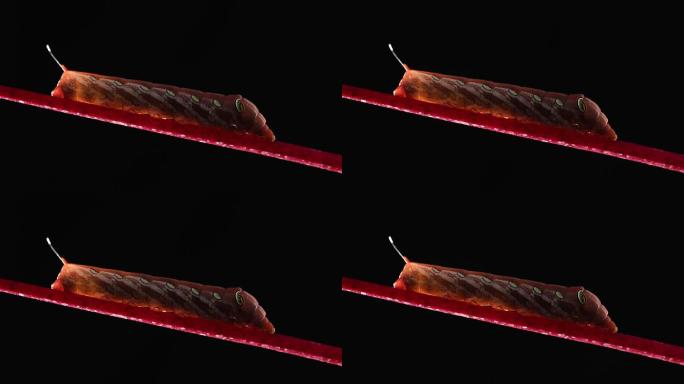 4K画面一只毛虫Pergesa acteus Sphingidae鹰蛾红色，狮身人面像伪装模仿眼睛头