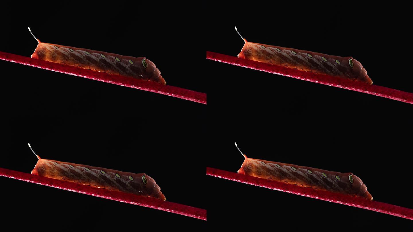 4K画面一只毛虫Pergesa acteus Sphingidae鹰蛾红色，狮身人面像伪装模仿眼睛头
