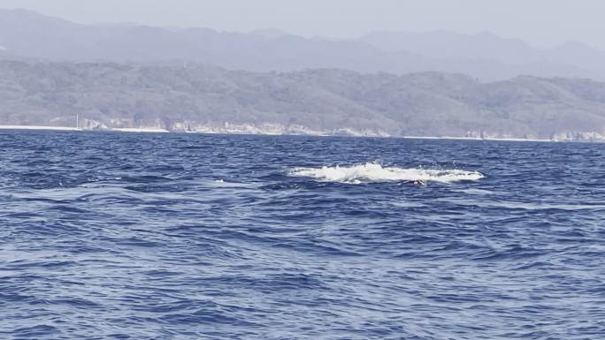 阳光明媚的冬日，墨西哥巴利亚塔港附近的班代拉斯湾，驼背鲸在海洋中晒太阳，露出胸鳍和福禄克