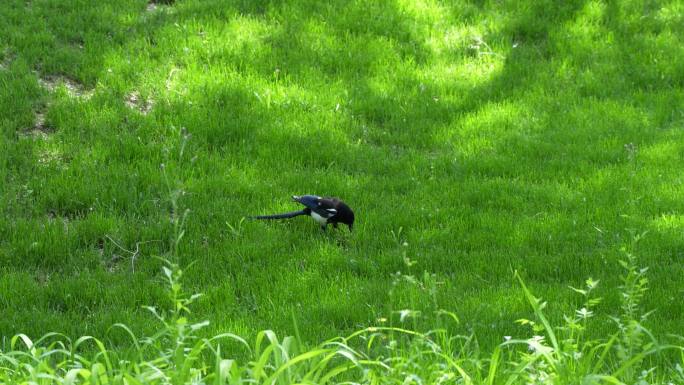 喜鹊在草坪草地上行走
