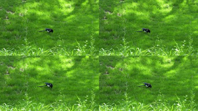 喜鹊在草坪草地上行走