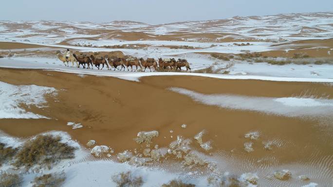 骆驼托运阿拉善自然景色