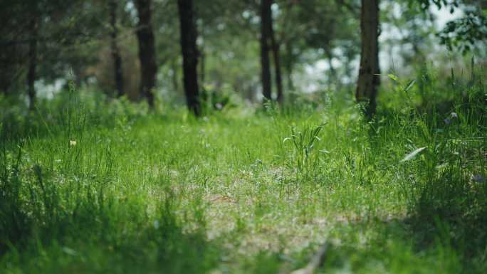 8k草地绿色环保绿化生命安静自然风景草丛