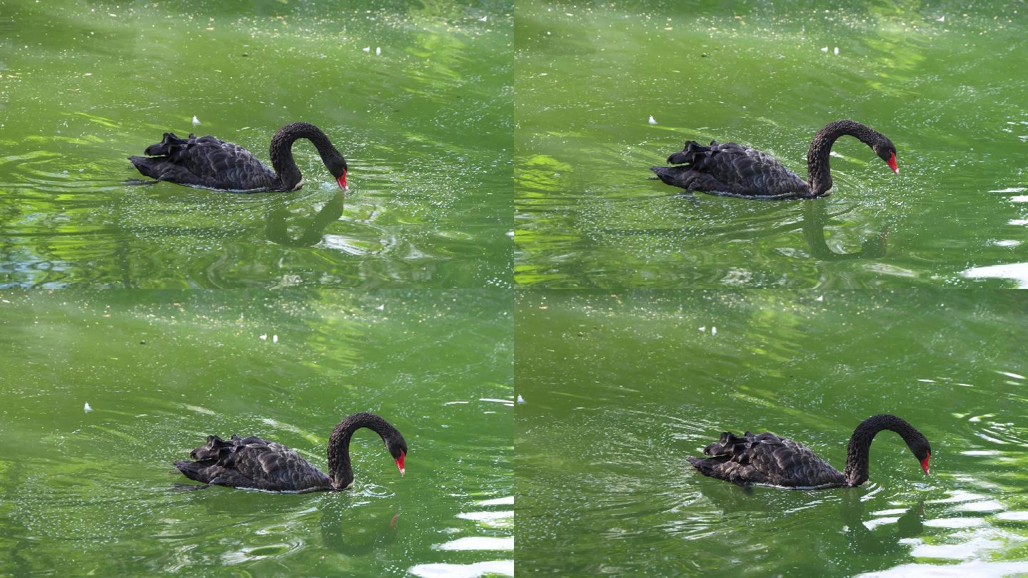 黑天鹅在水面游动觅食