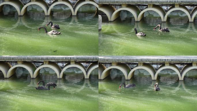 黑天鹅在水面游动觅食