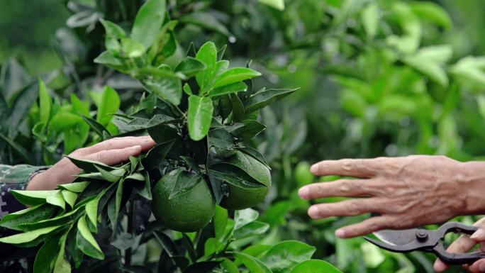 专家指导种植栽培果树