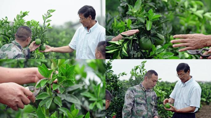 专家指导种植栽培果树