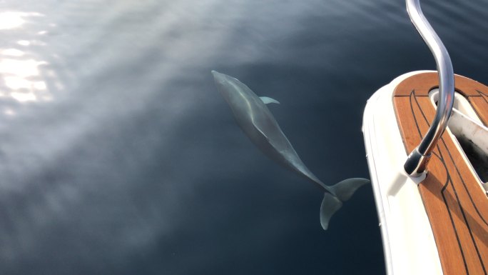 海豚在阳光下沿着船嬉戏的智能手机视频