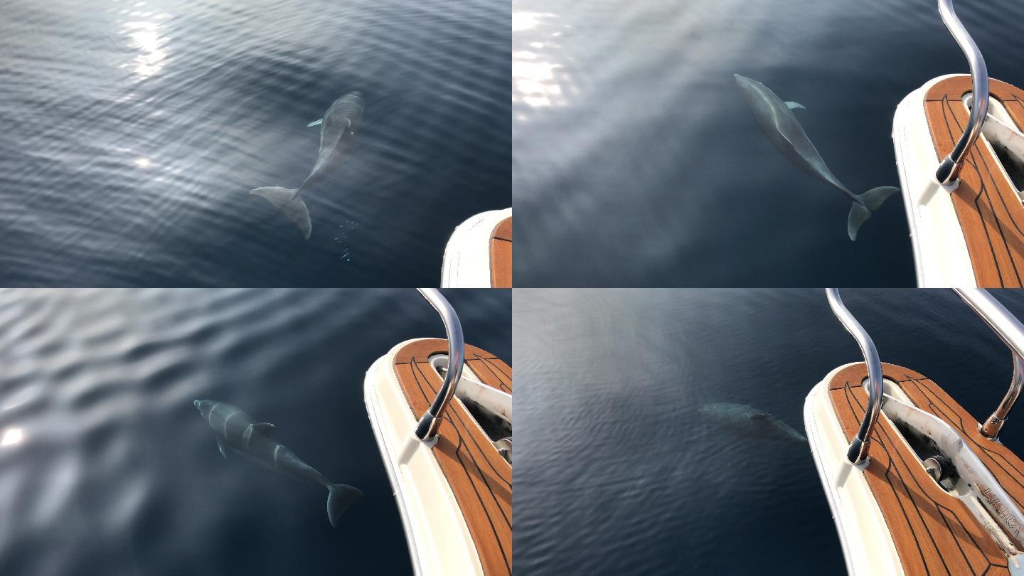 海豚在阳光下沿着船嬉戏的智能手机视频
