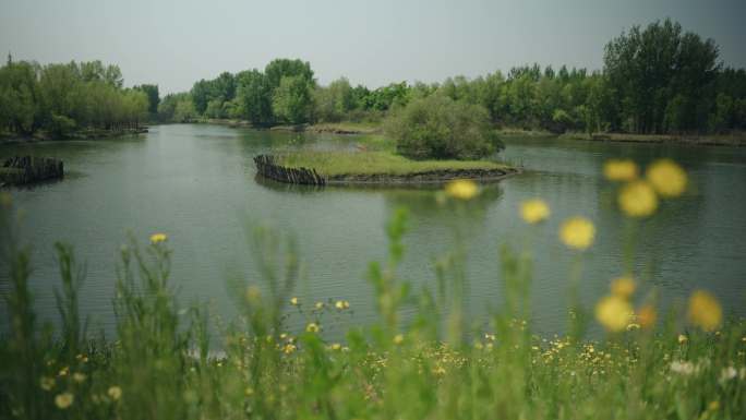 8k湖边旁的小草湿地公园