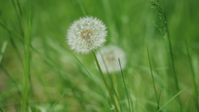 8k蒲公英夏天万物复苏植被大自然