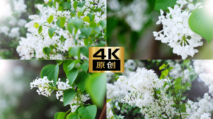 4K唯美花朵白色丁香花