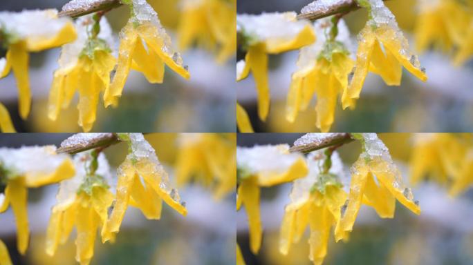 盛开的黄色连翘上飘雪