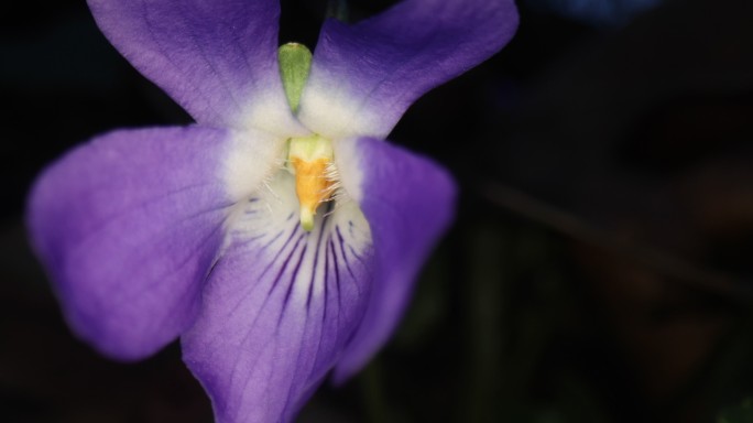 超大型花朵紫色花牵牛花