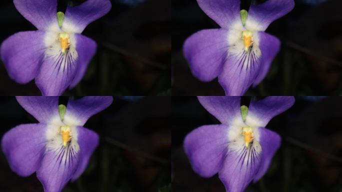 超大型花朵紫色花牵牛花