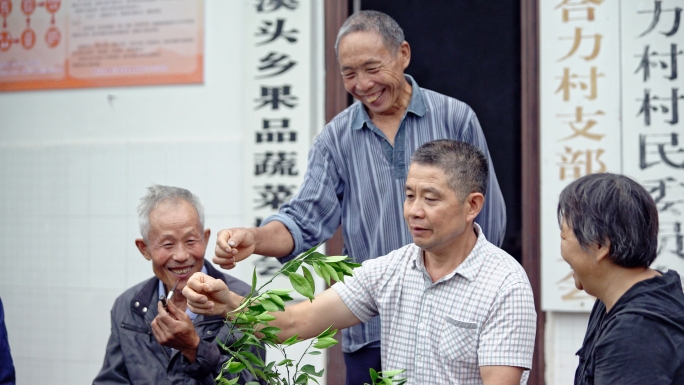 农村橙子种植合作社