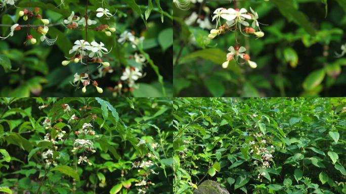 垂茉莉 垂枝茉莉 花白 芳香 花序下垂