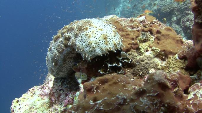 海参海底世界海底生物珊瑚礁