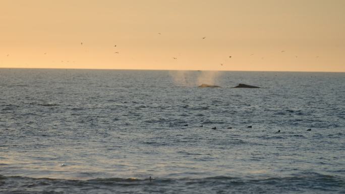 太平洋中的鲸鱼蓝鲸跃出海面