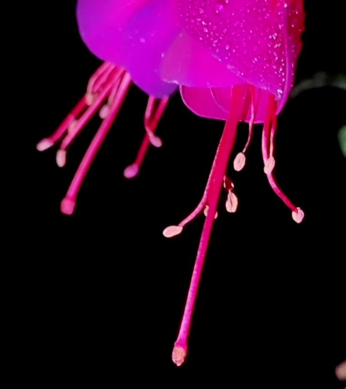 倒挂金钟 灯笼花 吊海棠 花 植物