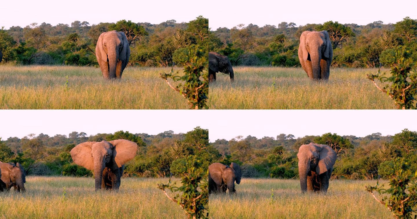 日落时一群大象在平原上吃草