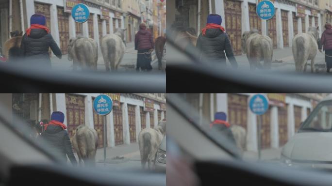 川藏城镇骡子和马的视频素材